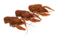 Three crayfish, cooked, red, on a white background, isolated Royalty Free Stock Photo