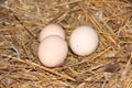 Three cream of chicken eggs in a nest on farm