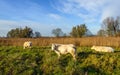 Three cream-colored cows grazing in a Dutch nature reserve