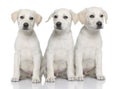 Three cream Labrador retriever puppies Royalty Free Stock Photo