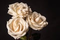 Three cream roses on dark background