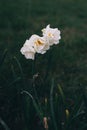 Three creamy white Narcissus cheerfulness flowers against a dark green background Royalty Free Stock Photo