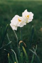 Three creamy white Narcissus cheerfulness flowers against a dark green background Royalty Free Stock Photo