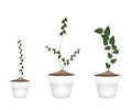 Three Creeper Plant in Ceramic Flower Pots