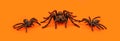 Creepy tarantula spiders on orange Halloween background