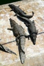 Three crocodiles