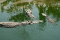 Three crocodiles Royalty Free Stock Photo
