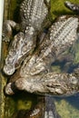 Three crocodiles