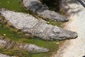 Three crocodiles in green water, horizontal view.