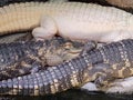 three crocodiles are laying next to each other in a pool Royalty Free Stock Photo