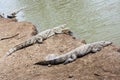 Three crocodiles near water