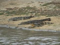 Three crocodiles rest on the riverbank Royalty Free Stock Photo