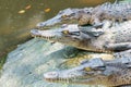 Three crocodiles sitting on the rock in the pond at the mini zoo crocodile farm