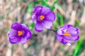 Violet Spring Crocus flowers Royalty Free Stock Photo