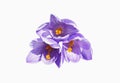 Three crocus flowers on a white background. Royalty Free Stock Photo