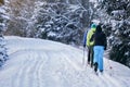 Three cross country skiers walking over snow covered road, coniferous trees on side, view from behind Royalty Free Stock Photo