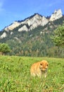 The Three Crowns massif in The Pieniny Mountains range, Poland Royalty Free Stock Photo