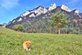 The Three Crowns massif in The Pieniny Mountains range, Poland Royalty Free Stock Photo