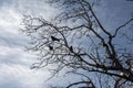 Three crows in bare trees during winter