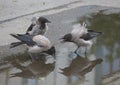 Three crows near a puddle are arguing over a piece of food