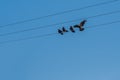 Three crows resting on a wire and the fourth flying toward them