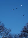 Three crows silhouetted against the moon as they fly over the forest