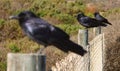 Three Crows Standing Side By Side on Three Fence Posts 2 Royalty Free Stock Photo