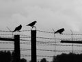 Three crows sitting on the barb wire Royalty Free Stock Photo