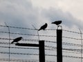 Three crows sitting on the barb wire Royalty Free Stock Photo