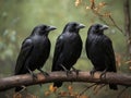 three crows sitting on a branch Royalty Free Stock Photo