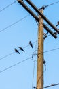 Three crows are sitting on a wire of an electricity pole