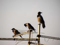 Three crows standing on antennas at the top of a downtown building