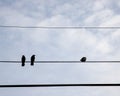 Three Crows on a telephone line