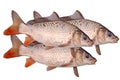 Three of crucian carp fish isolate Royalty Free Stock Photo