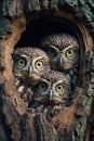 Three curious baby owls inside tree hole nest peeking out of the hole