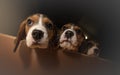 Three curious Beagle puppies