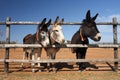 Three curious donkeys Royalty Free Stock Photo