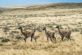 Three curious guanaco lamas in pampa