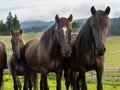 Three curious horses