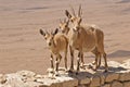 Three curious mountain goats in the desert