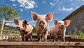 Three curious pigs stand in a pig sty