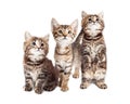 Three Curious Tabby Kittens Together on White Royalty Free Stock Photo