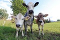 Three curious young cows on a meadow in Bavaria