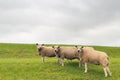 Three curiously looking sheep