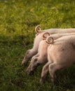 Three curled Piglets Tails Royalty Free Stock Photo