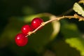 Three currants on a branche.