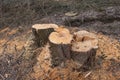 Three cut trees deciduous leaf stumps clearing with fresh wood sawdust and branches, wood tree lumber timber