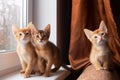 Three cute abyssinian kittens sitting on the window