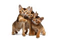 Three Cute Abyssinian Kitten Sitting on Isolated White Background Royalty Free Stock Photo