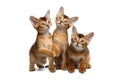 Three Cute Abyssinian Kitten Sitting on Isolated White Background Royalty Free Stock Photo